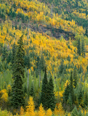 USA, Montana, Glacier National Park, Fall-colored poplars: quaking aspen, cottonwood and birch, and conifers in upper McDonald Valley.