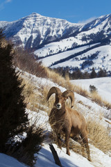 Rocky Mountain Bighorn Sheep Ram