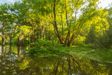 Fototapeta na wymiar USA, Louisiana, Atchafalaya National Heritage Area. Tupelo trees in swamp. Credit as: Cathy and Gordon Illg / Jaynes Gallery / DanitaDelimont. com