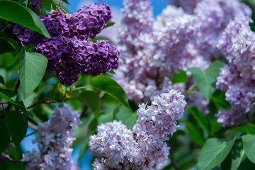 New York. Lilac flowers in bloom.