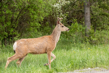 Naklejka na ściany i meble Bozeman, Montana, USA. Male mule deer with early velvety antlers beside a rural road.