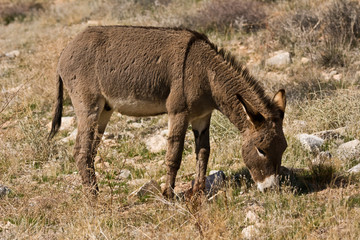 Naklejka na ściany i meble Wild burro, grazing, Red Rock Canyon Area, Nevada, USA.