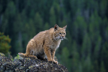 Naklejka na ściany i meble Lynx (lynx Rufus) (Captive), Montana