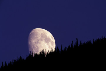 North America, USA, Montana, Glacier National Park. Moon and forest