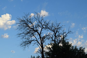 Tree Under Blue Sky