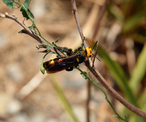 Megascolia maculata. mammoth wasp.