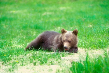 A grizzly bear cub in a green field