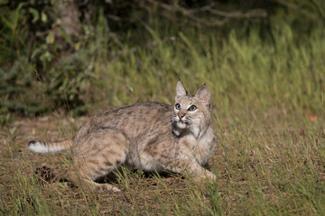 Bobcat Hunt