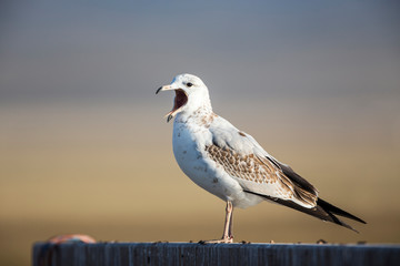 USA, Red Rock Lakes National Wildlife Refuge, Immature Ring-billed Gull yawning