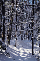 Snow-covered trees, Brunswick, Maine, USA.