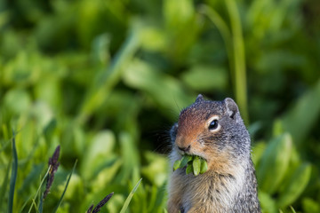 Naklejka na ściany i meble Ground Squirrel, Lunch, Grass