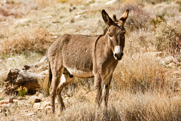 Naklejka na ściany i meble Wild burro standing. Red Rock Canyon Area, Nevada, USA.