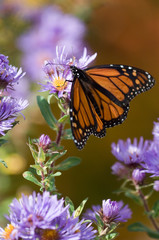 USA, New Hampshire. Monarch butterfly on aster flower. Credit as: Nancy Rotenberg / Jaynes Gallery / DanitaDelimont.com