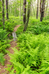 Fototapeta premium A trail creates a path through ferns in the forest at the Striar Conservancy, a Wildlands Trust preserve in Halifax, Massachusetts.