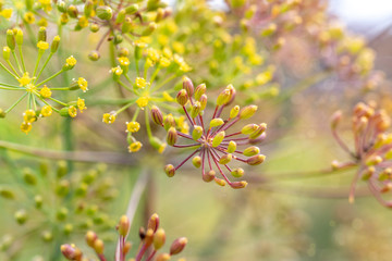 Fototapeta premium Dill seeds macro. Dill branch with seeds in the garden close-up on a blurred background in the morning sun. Beautiful natural background with bokeh.