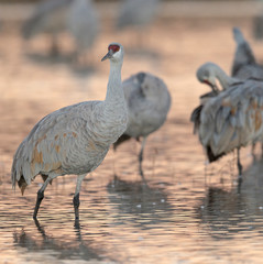 Sandhill cranes waking up from their nightly roost. Grus canadensis, Bosque del Apache National Wildlife Refuge, USA