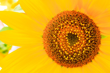 Obraz premium Santa Fe, New Mexico, USA. Close-up of a yellow sunflower.