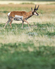 Naklejka na ściany i meble Prong buck, Pronghorn antelope, Antilocapra americana, grasslands, New Mexico, wild