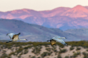 USA, New Mexico, Socorro, Bosque del Apache. Greater sandhill crane flying (Antigone canadensis)