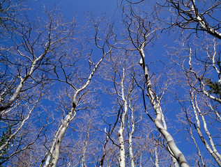 Obraz premium USA, Nevada, Great Basin National Park, Leafless quaking aspen (Populus tremuloides) reach skyward.