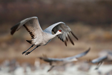 Sandhill Crane (Grus canadensis) flying from roost , New Mexico