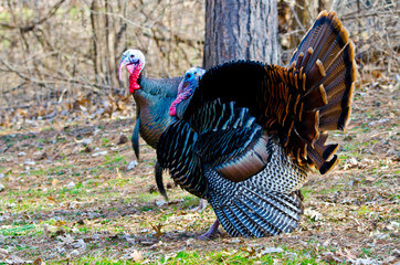 USA, Minnesota, Mendota Heights, Wild Turkey, Displaying