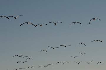 USA, New Mexico, Snow Geese, Bosque del Apache National Wildlife Refuge