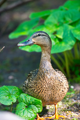 USA, Minnesota, Mendota Heights. Mallard female standing