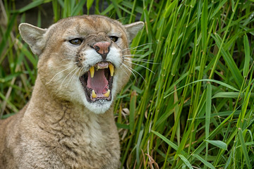 USA, Minnesota, Sandstone, Minnesota Wildlife Connection. Headshot of cougar snarling in the grass.