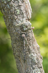 Gray Petaltail (Tachopteryx Thoreyi) Fortune Hollow Fen Dent County, Missouri