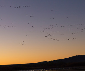 Cranes flying before dawn, Grus canadensis, Bosque del Apache National Wildlife Refuge, New Mexico, USA