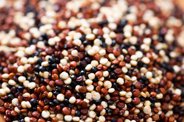 Set of quinoa Red, white and brown quinoa.