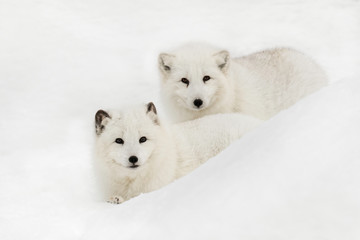 Obraz na płótnie Canvas Arctic Fox in snow, (Captive) Montana, native to Arctic regions of northern hemisphere.