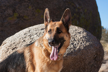 German Shepherd posing on rocks (MR)
