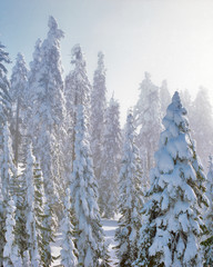USA, Oregon, Mt Ashland. Fresh snow on evergreens. 