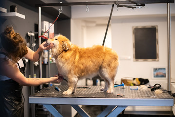 pet hairdresser woman cutting fur of cute yellow dog