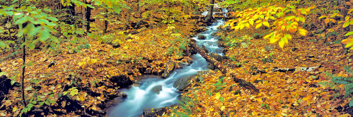 USA, New York, Catskill Mountains. A silky stream flows through a leaf-littered forest in the Catskill Mountains, New York.