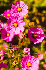 Santa Fe, New Mexico. Group of Pink Coreopsis Flowers