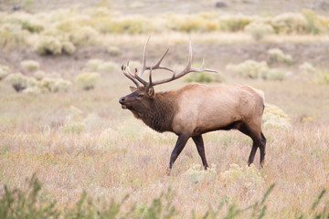 Montana, Yellowstone National Park, Bull Elk walking in Rabbitbrush meadow during rut.