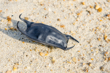 Shark egg case (Chondrichthyes) 'mermaids purse' on beach near Kitty Hawk, Outer Banks, North...