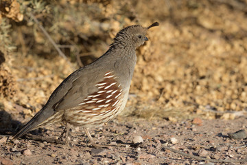 Female Gambel's Quail, Callipepla gambilii, Bosque del Apache NWR, New Mexico