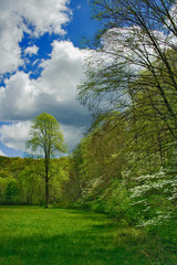 Obraz premium Flowering Dogwood Tree in forest, Great Smoky Mountains National Park, North Carolina, Cornus Florida