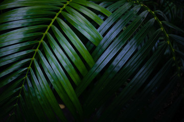 Dew and Green leaves background.Green leaves color dark tone after raining in the morning.