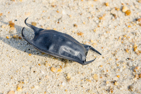 Fisherman Pulls Out Something Bizarre From a Dead Skate Called 'Mermaid's  Purse': What Is It? | Science Times