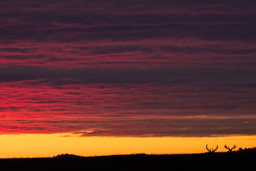 Fototapeta na wymiar Bull elk silhouetted by sunrise in Theodore Roosevelt National Park, North Dakota, USA