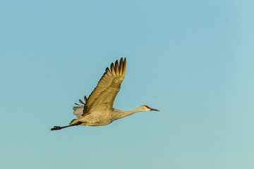 USA, New Mexico, Socorro, Bosque del Apache. Greater sandhill crane flying (Antigone canadensis)
