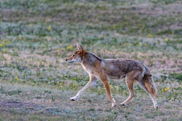 Fototapeta na wymiar Coyote prowls through prairie dog town in Theodore Roosevelt National Park, North Dakota, USA