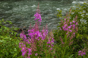 Gallatin River Montana, Fireweed on the riverbank