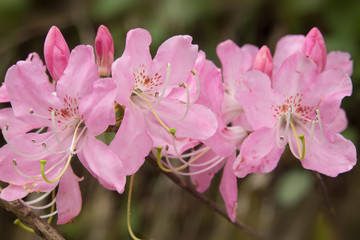 USA, North Carolina. Close-up of Catawba rhododendron flowers. 