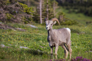 Naklejka premium Juvenile Bighorn Sheep, Glacier National Park, Sheep, Animals, Montana, USA